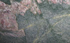 acacia